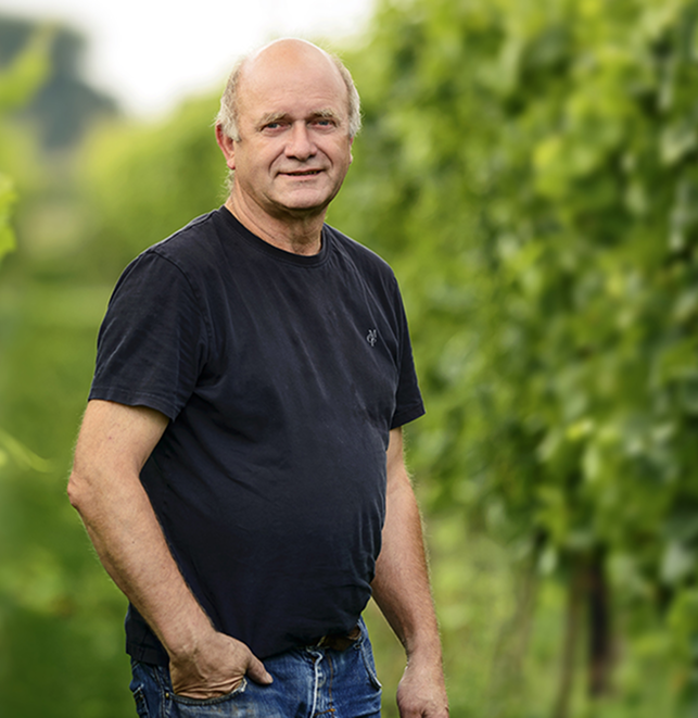 Belgische wijngaard in Opwijk